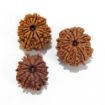 Twelve Mukhi Rudraksha Lot
