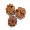 Twelve Mukhi Rudraksha Lot