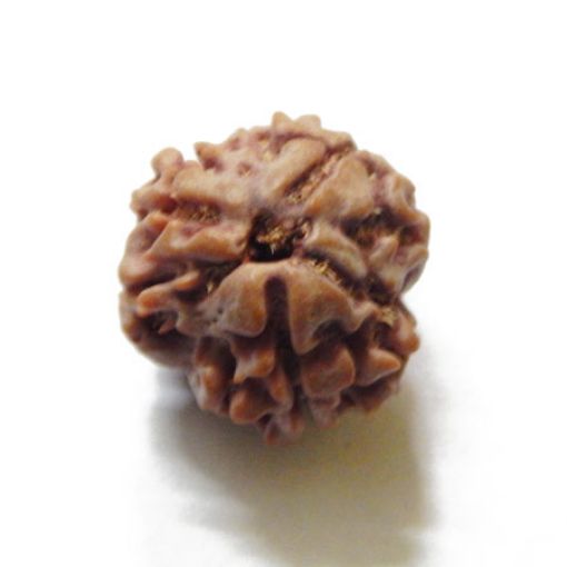 3 Mukhi Nepali Rudraksha