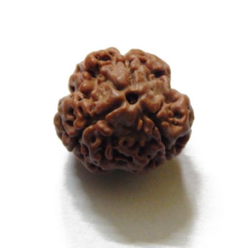 3 Mukhi Nepali Rudraksha