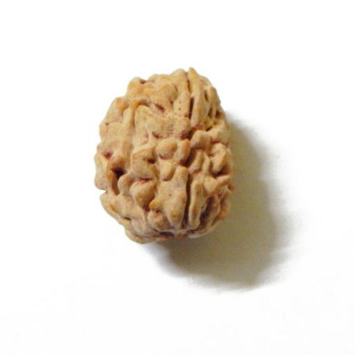 3 Mukhi Himalayan Rudraksha