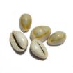 Plain Cowrie