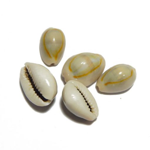 Plain Cowrie