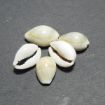 Plain Cowrie