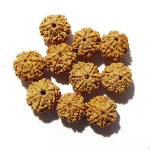 6 Mukhi Nepali Rudraksha Lot