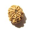 10 Mukhi Nepali Rudraksha