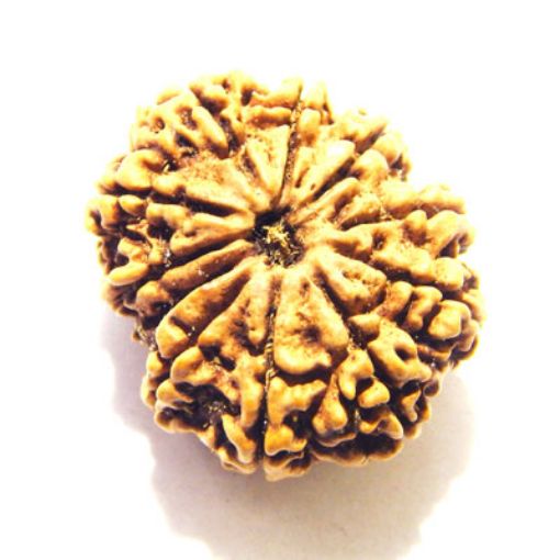 11 Mukhi Nepali Rudraksha