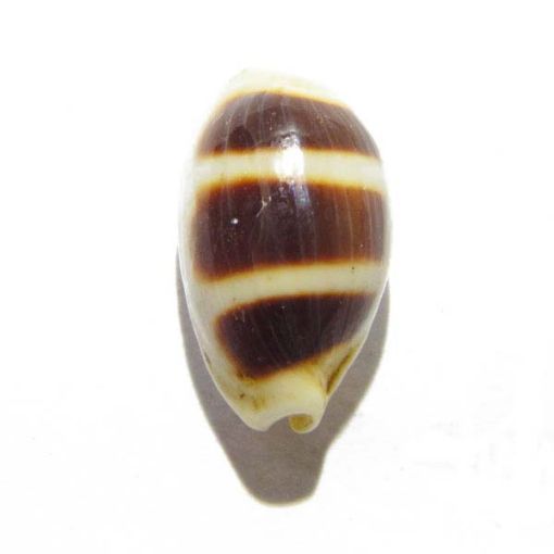 Vaastu Kauri