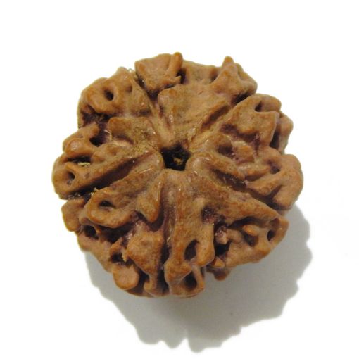 5 Mukhi Large Rudraksha