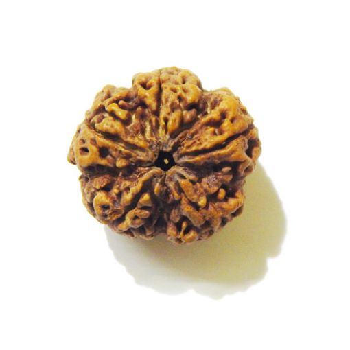 5 Mukhi Large Rudraksha
