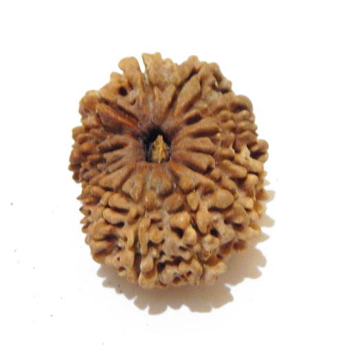 14 Mukhi Nepali Rudraksha