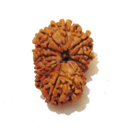 14 Mukhi Nepali Rudraksha