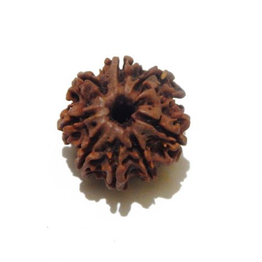 Eight Mukhi Rudraksha