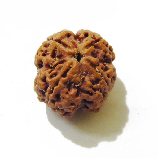 4 Mukhi Nepali Rudraksha
