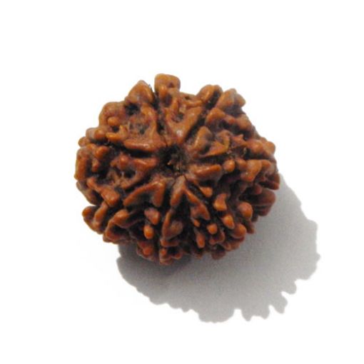 7 mukhi rudraksha 