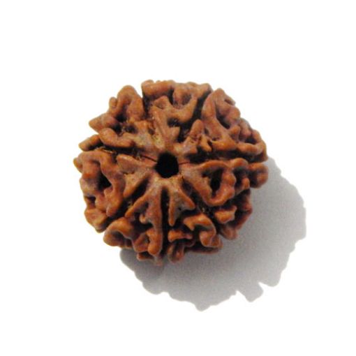 7 mukhi rudraksha 