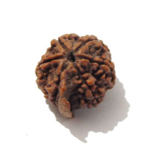 Ganesh Rudraksha