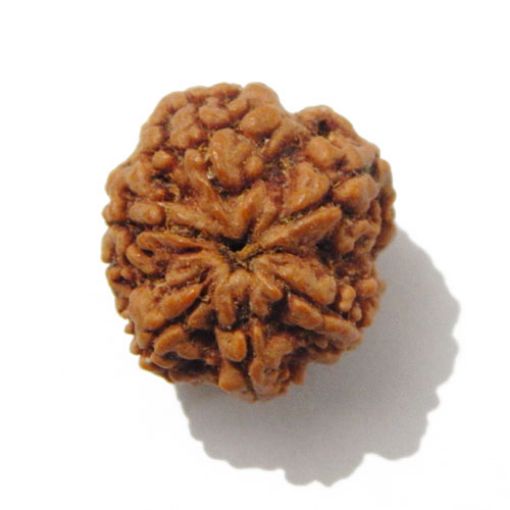Six Mukhi Rudraksha