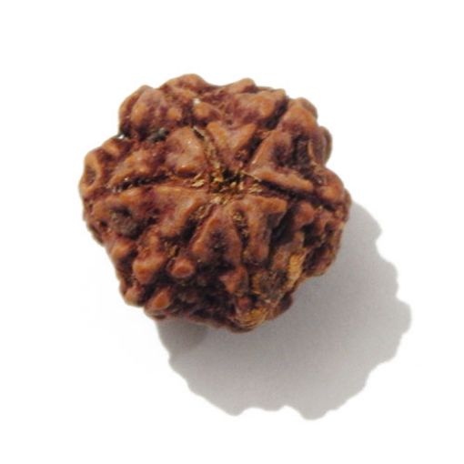 Six Mukhi Rudraksha