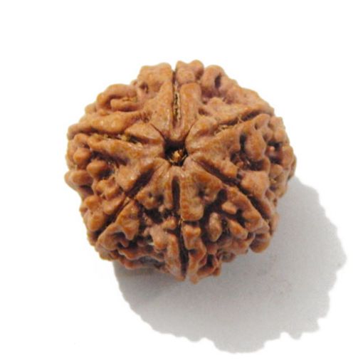 Six Mukhi Rudraksha