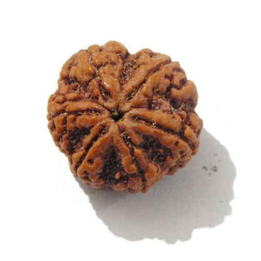 Six Mukhi Rudraksha