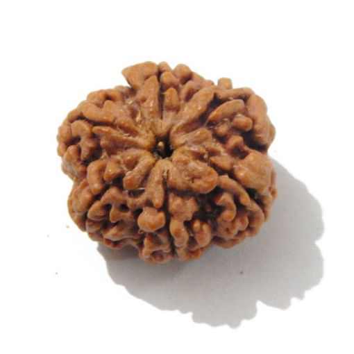 Six Mukhi Rudraksha