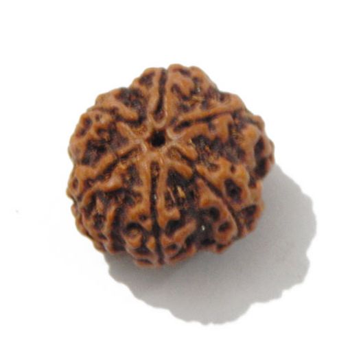 Six Mukhi Rudraksha