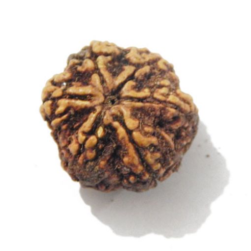 Six Mukhi Rudraksha
