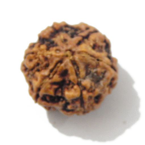 Six Mukhi Rudraksha