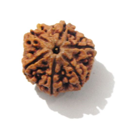 Six Mukhi Rudraksha