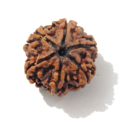 Six Mukhi Rudraksha