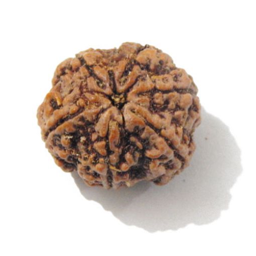Six Mukhi Rudraksha