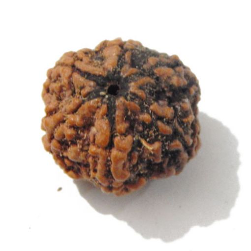 Six Mukhi Rudraksha