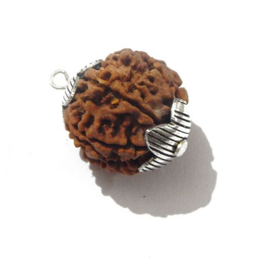 Seven Mukhi Nepali Rudraksha