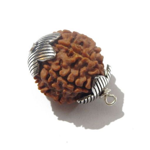 Seven Face Rudraksha