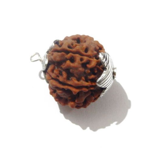  Seven Mukhi Nepali Rudraksha 