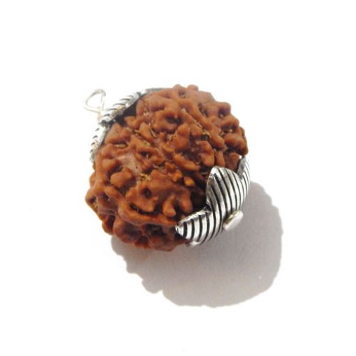 Seven Mukhi Nepali Rudraksha