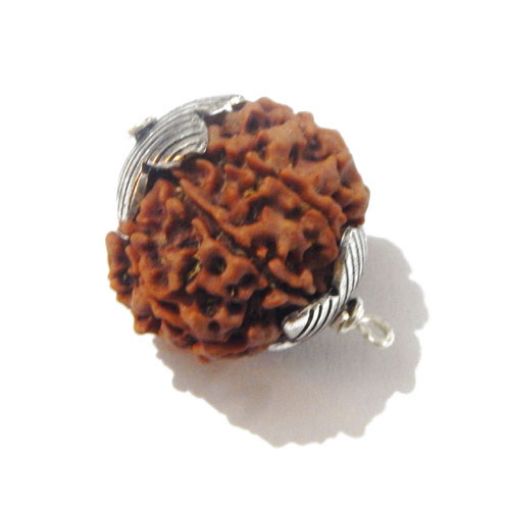 Seven Mukhi Nepali Rudraksha
