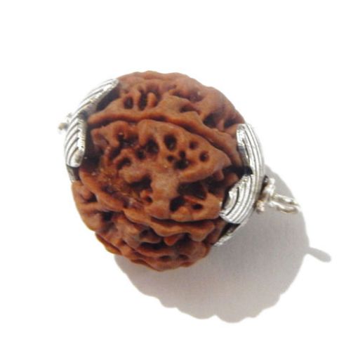 The Seven Mukhi Nepali Rudraksha (20mm)