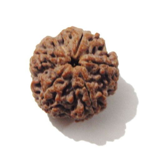 Five Mukhi Nepali Rudraksha