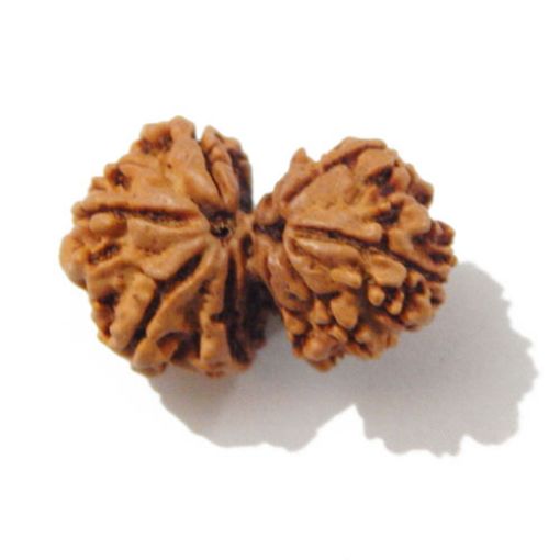 Gauri Shankar Rudraksha