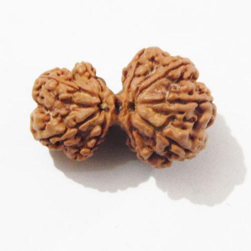 Gauri Shankar Rudraksha