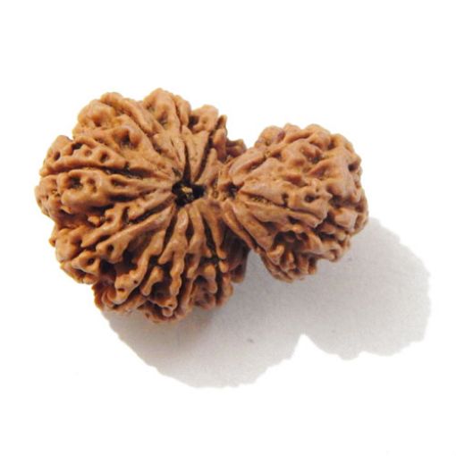 Gauri Shankar Rudraksha