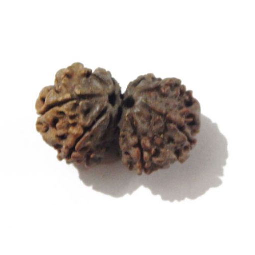 Gauri Shankar Rudraksha