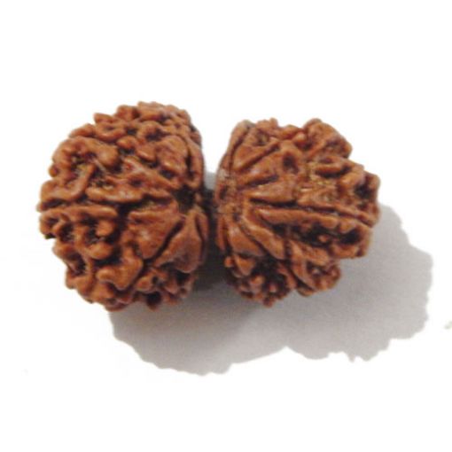 Gauri Shankar Rudraksha