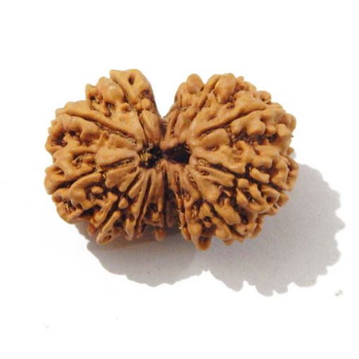 Gauri Shankar Rudraksha