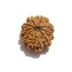 Nine Mukhi Nepali Rudraksha