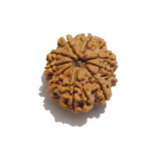 Nine Mukhi Nepali Rudraksha