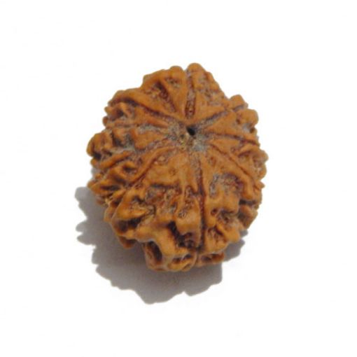 Nine Mukhi Nepali Rudraksha
