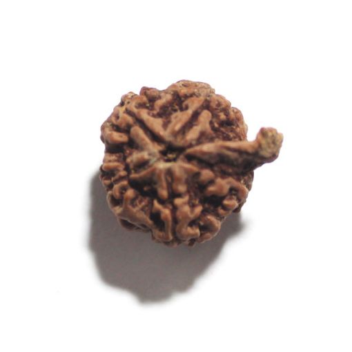 Ganesh Rudraksha